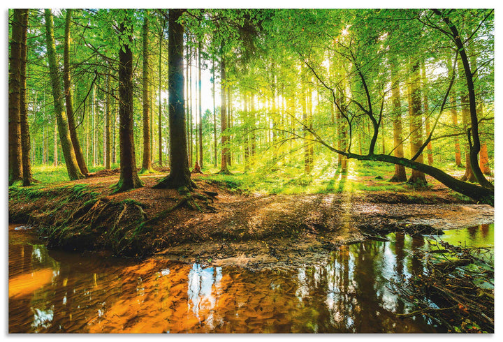 ARTland Wandbild Alu Verbundplatte für Innen &amp; Outdoor Bild 60x40 cm Wald Natur Landschaft Bäume Bac