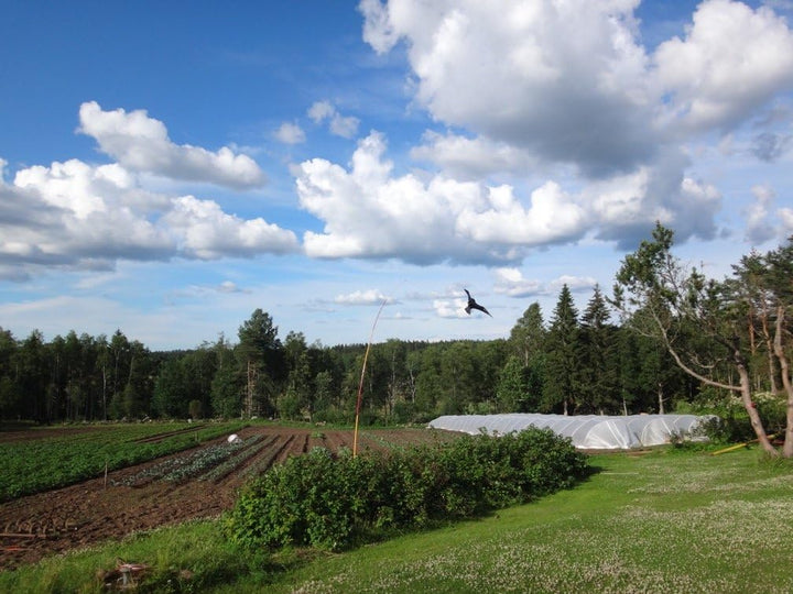 Vogelscheuche PROFESSIONELLE QUALITÄT 6 Meter