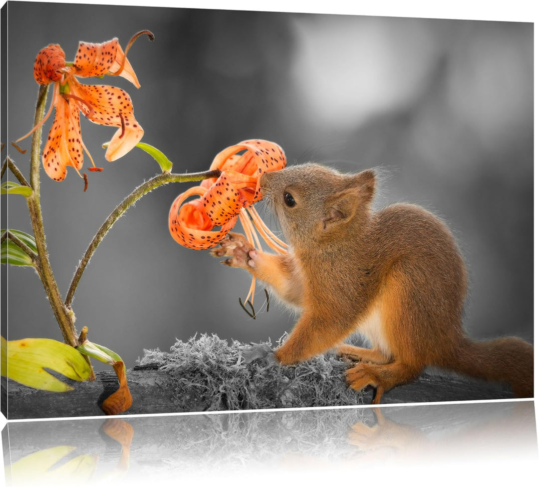 Pixxprint süsses Eichhörnchen riecht an Einer Blume B&W Detail, Format: 100x70 auf Leinwand, 100x70