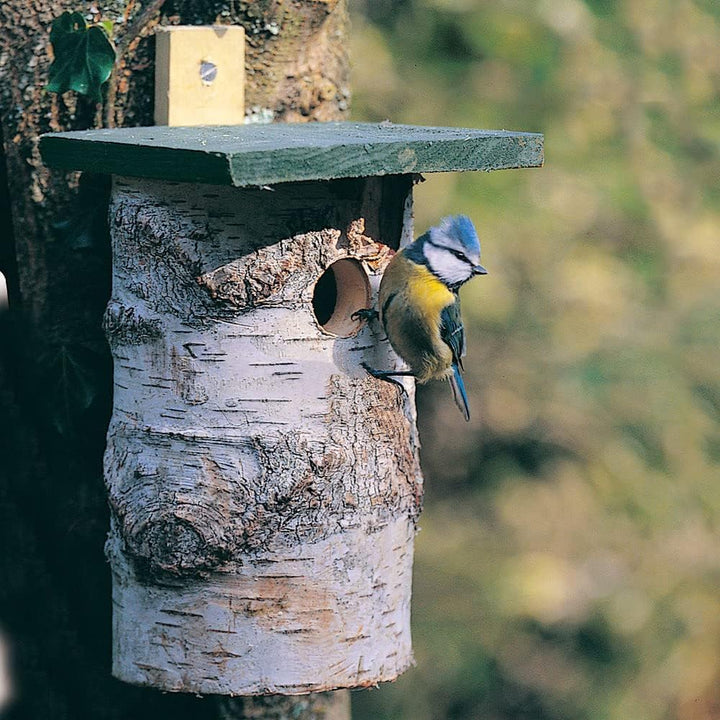 CJ Wildlife Nistkasten – Vogelnistkasten für draussen – Birke FSC® 100% – 32 mm Einflug – für Kohlme