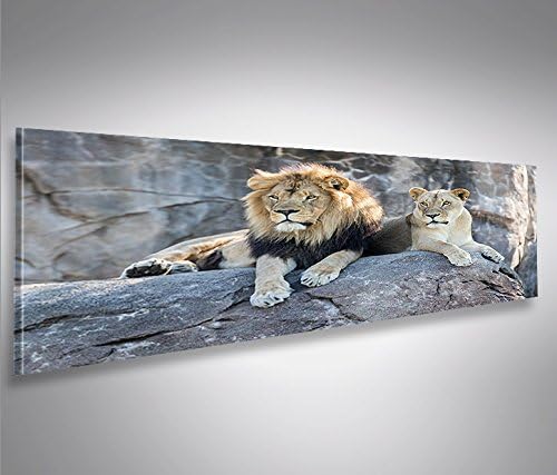 islandburner Bild Bilder auf Leinwand Löwen Paar V2 Panorama XXL Poster Leinwandbild Wandbild Dekoar
