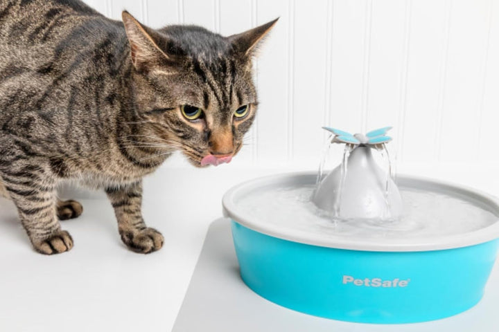 PetSafe Drinkwell Butterfly Trinkbrunnen für Katzen und kleine Hunde, BPA-freier Kunststoff, 1,5 Lit