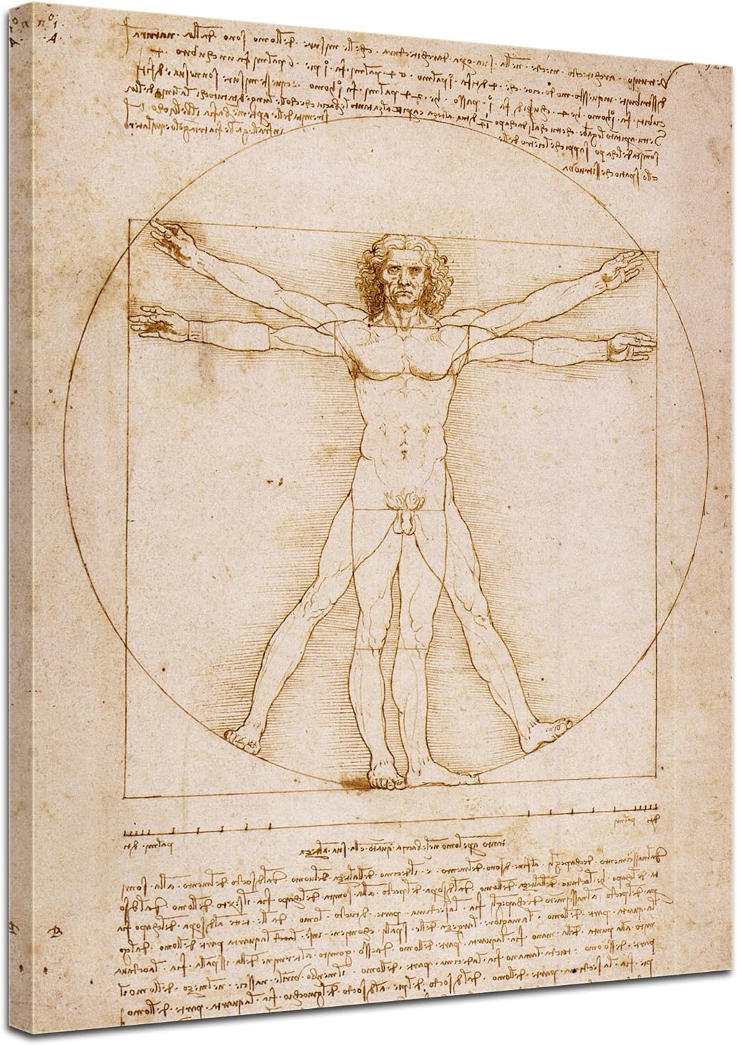 Bilderdepot24 Bild auf Leinwand | Leonardo da Vinci Vitruvianischer Mensch in 50x60 cm als Wandbild