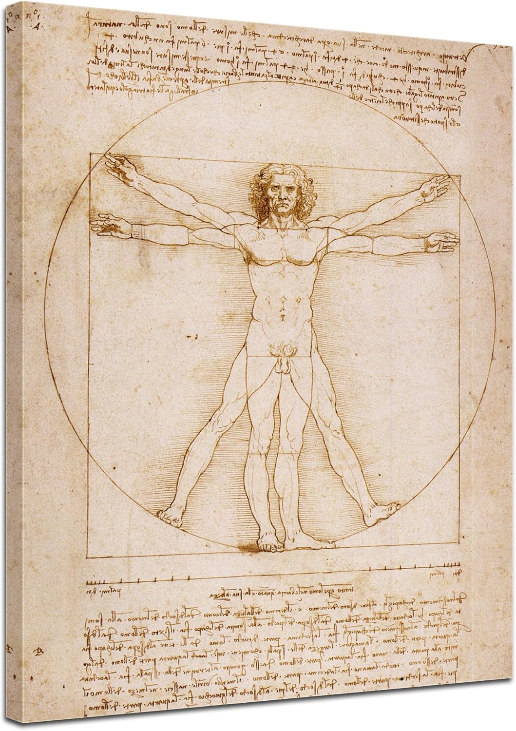 Bilderdepot24 Bild auf Leinwand | Leonardo da Vinci Vitruvianischer Mensch in 50x60 cm als Wandbild
