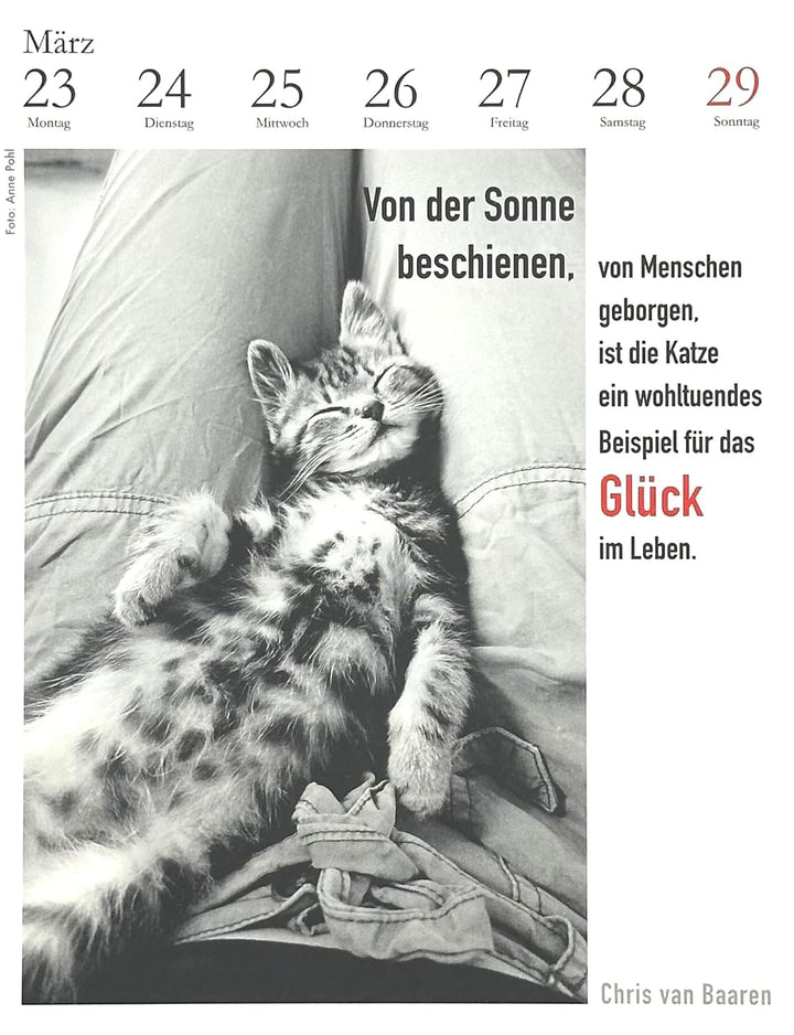 Der literarische Katzenkalender 2026. DAS ORIGINAL!, Spiralbindung