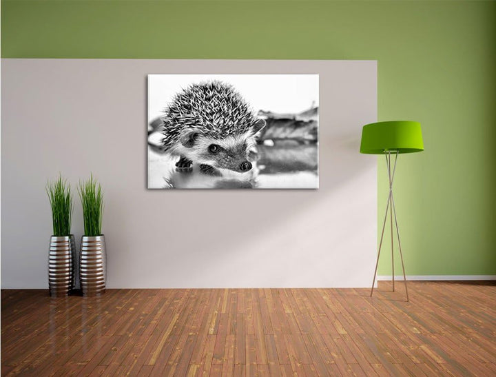 Monocrome, Süsser Igel , Format: 100x70 auf Leinwand, XXL riesige Bilder fertig gerahmt mit Keilrahm