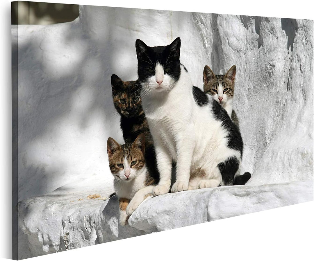 islandburner Bild auf Leinwand Katzen Griechenland Vor Wand Im Griechischen Stil Bilder Wandbilder P