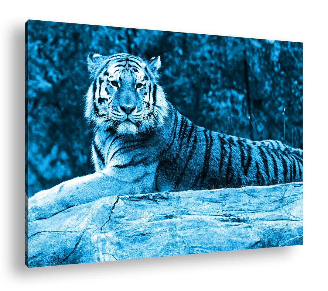 deyoli anmutiger ruhiger Tiger Format 80x60 Effekt: Monocrome Blau als Leinwandbild, Motiv fertig ge