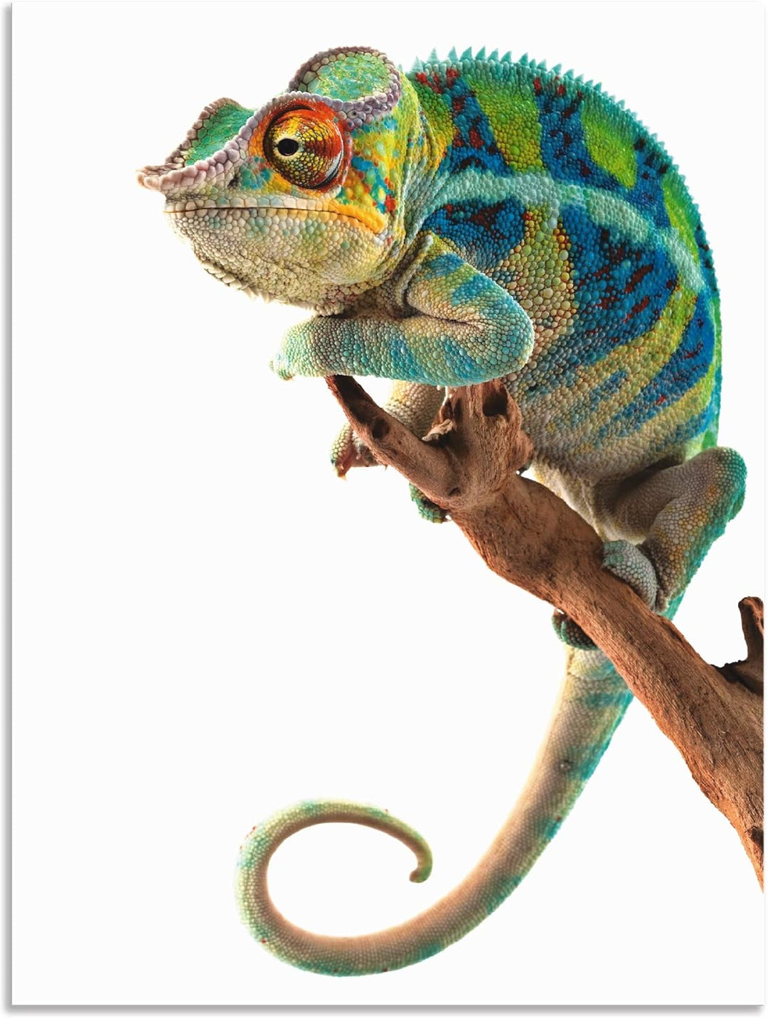 ARTland Wanddeko Wandbild Alu Verbundplatte für Innen & Outdoor Bild 60x80 cm Tiere Reptilien Chamäl