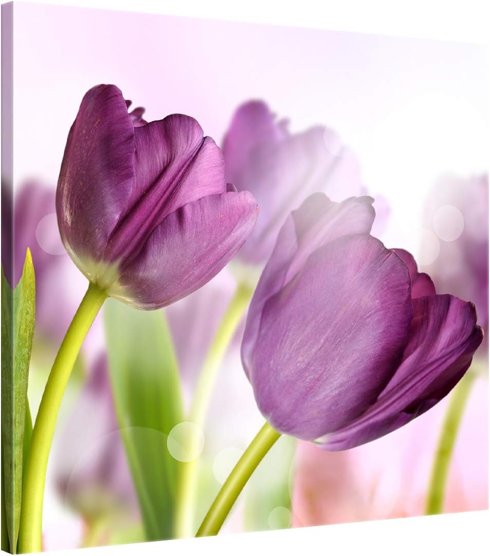 ge Bildet Bild auf Leinwand | Tulpe - Blumen Violett Natur E in 50x50 cm als Wandbild | Wand-deko De