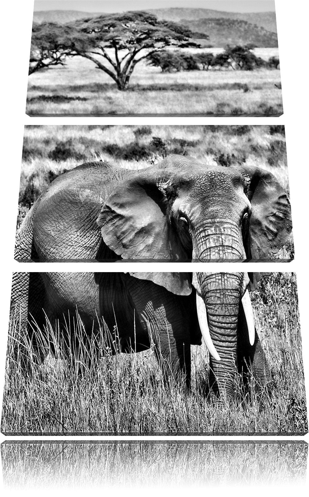 Pixxprint Elefant in der Savanne als Leinwandbild/Grösse: 3 Teilig (120x80) cm/Wandbild/Kunstdruck/f