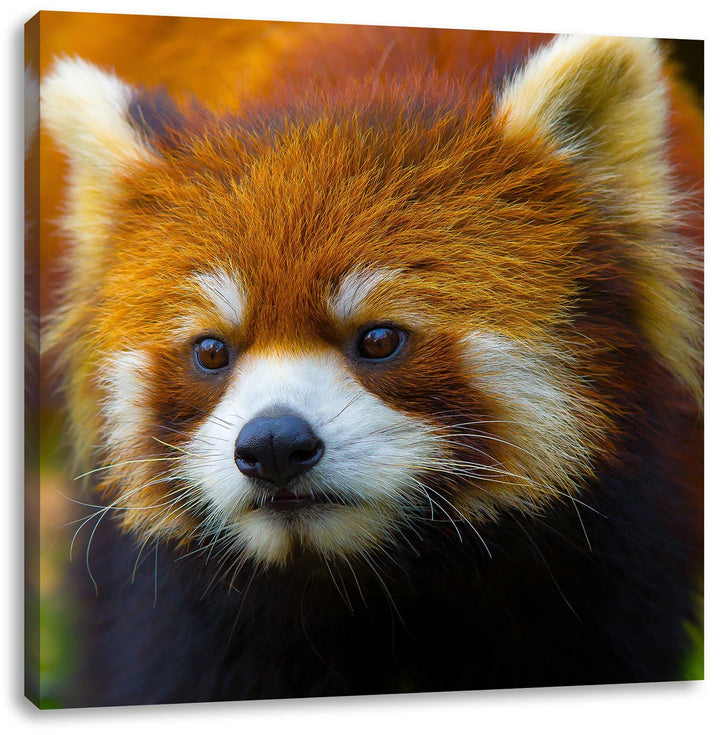 Roter Pandabär auf Ast, Format: 70x70 auf Leinwand, XXL riesige Bilder fertig gerahmt mit Keilrahmen