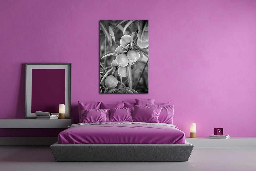 delikate Pfirsiche am Baum Effekt: Schwarz/Weiss Format: 100x70 als Leinwandbild, Motiv fertig gerah