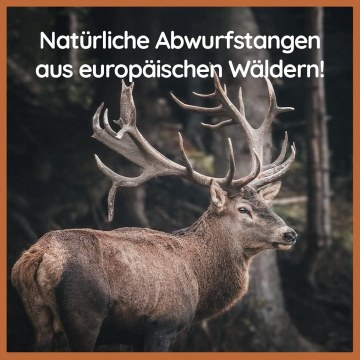 Wildfang® Rothirsch Geweih mit Lachsöl für Hunde I Natürlicher Hunde Kauknochen - Zahnpflege - Kaumu