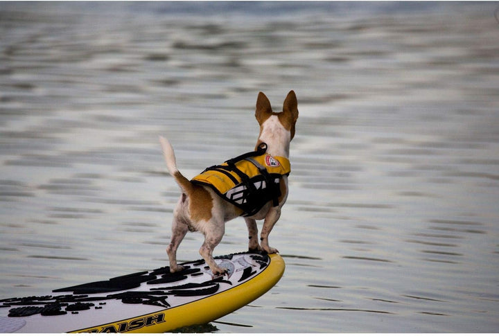 EzyDog Schwimmweste für Kleine Hunde - DFD Micro Hundeschwimmweste - Rettungsweste für Kleine Hunder