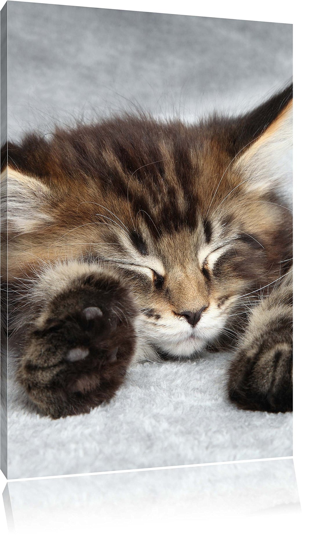 Süsse Baby Katze, Format: 100x70 auf Leinwand, XXL riesige Bilder fertig gerahmt mit Keilrahmen, Kun