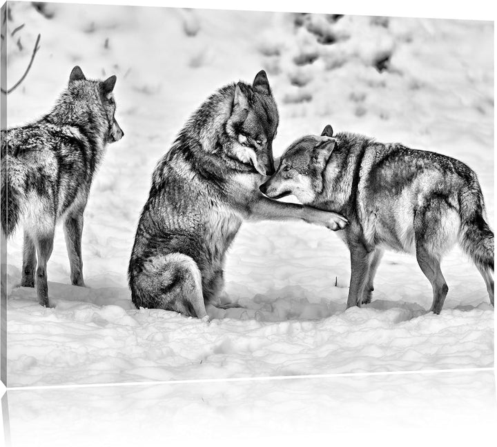 Pixxprint spielendes Wolfsrudel / 100x70cm Leinwandbild bespannt auf Holzrahmen/Wandbild Kunstdruck