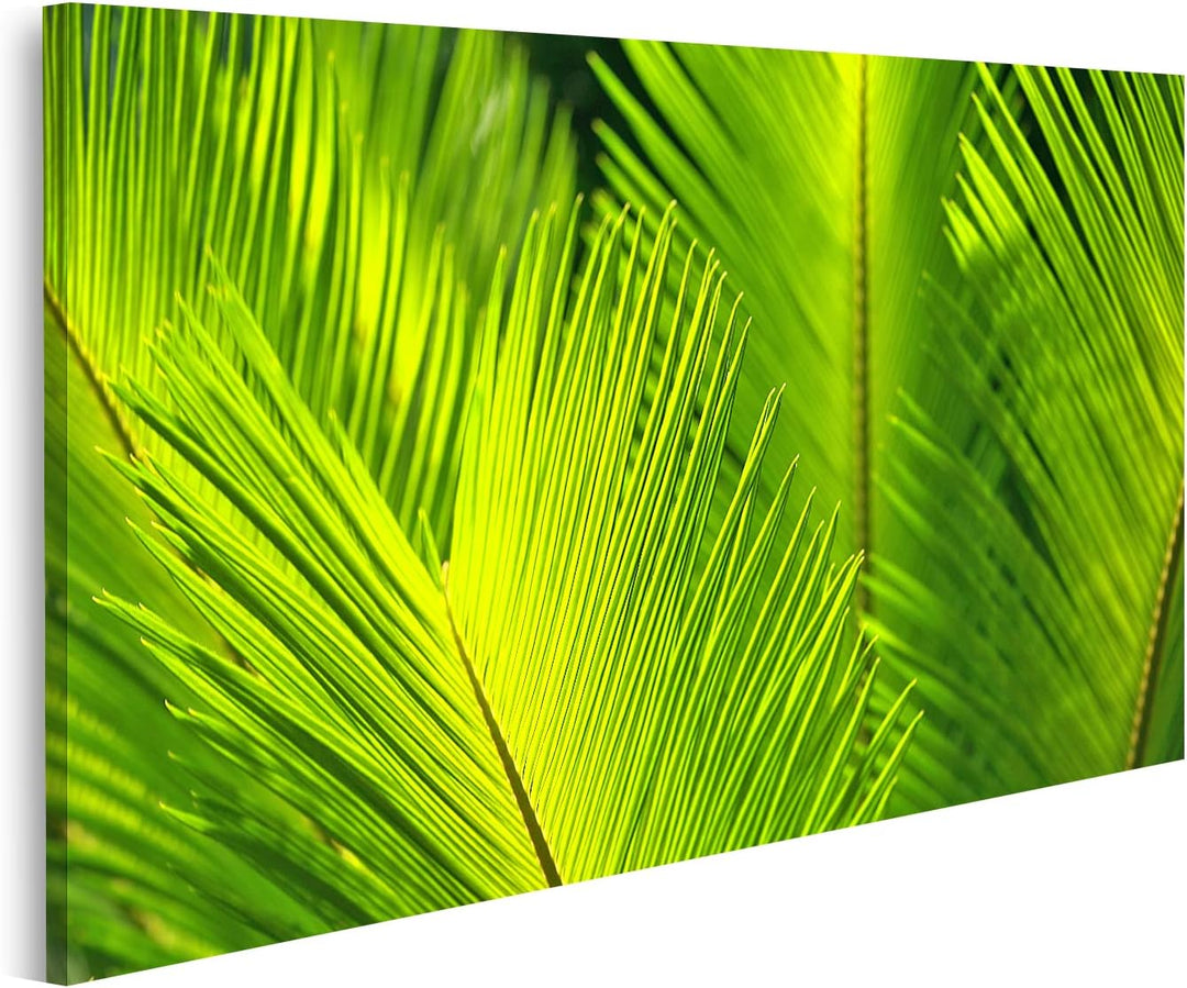 islandburner Bild auf Leinwand Grüne Palme Blätter Bilder Wandbilder Poster Leinwand 80x40cm, Leinwa