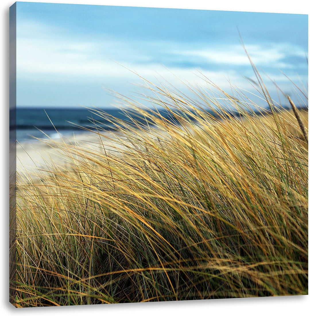 Schilf Gras am Ufer, Format: 70x70 auf Leinwand, XXL riesige Bilder fertig gerahmt mit Keilrahmen, K