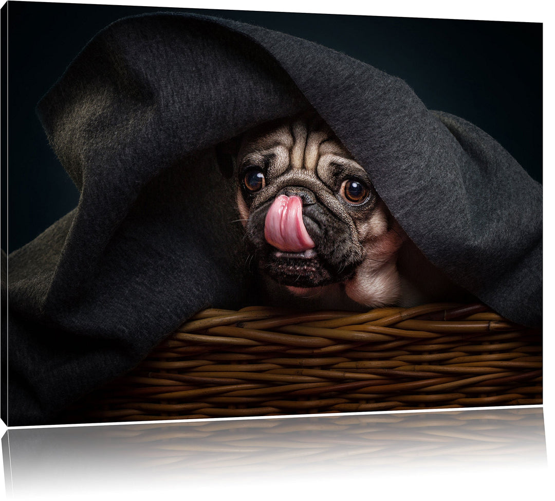 Pixxprint Süsser Mops unter der Decke, Format: 100x70 auf Leinwand, 100x70