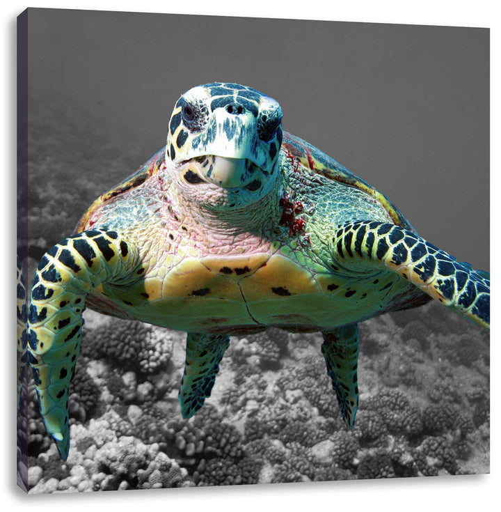 Pixxprint Schildkröte Korallenriff als Leinwandbild/Grösse: 70x70 cm/Wandbild/Kunstdruck/fertig besp