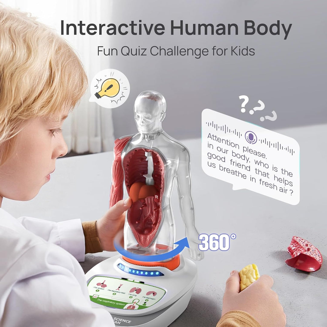 Science Can Anatomiemodell für Kinder, Menschliche Körper Set, Interaktive Spielzeug - Englisch, 22c