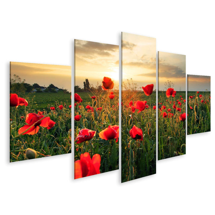 islandburner Bild auf Leinwand Mohnblumen Feldblume Auf Sonnenuntergang Wandbild Poster Kunstdruck B