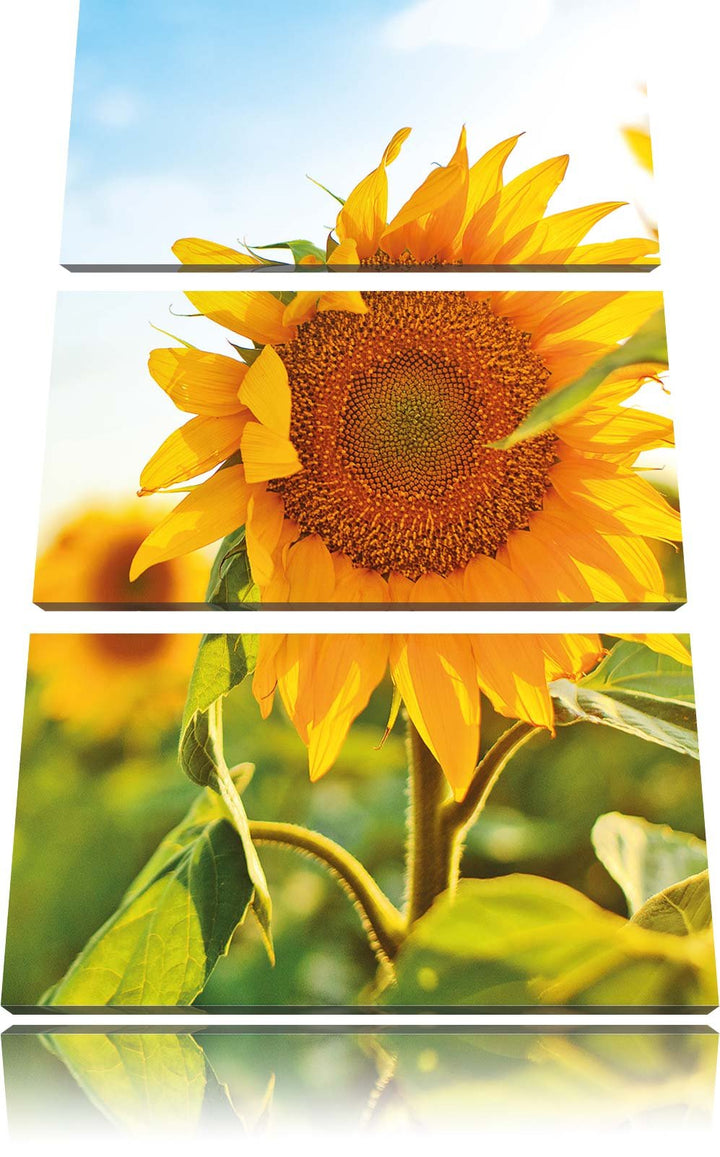 Pixxprint Sonnenblumenfeld SonnenblumeSonne als Leinwandbild/Grösse: 3 Teilig (120x80) cm/Wandbild/K