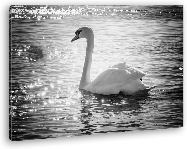 deyoli eleganter Schwan Format: 80x60 Effekt: Schwarz/Weiss als Leinwand, Motiv fertig gerahmt auf E