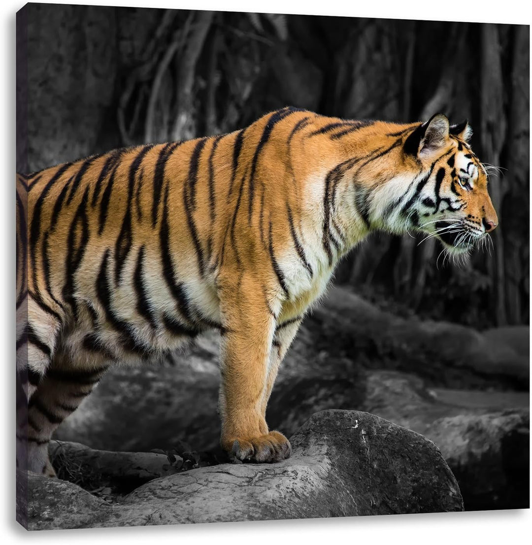 Pixxprint knurrender Tiger auf Steinen als Leinwandbild | Grösse: 70x70 cm | Wandbild | Kunstdruck |