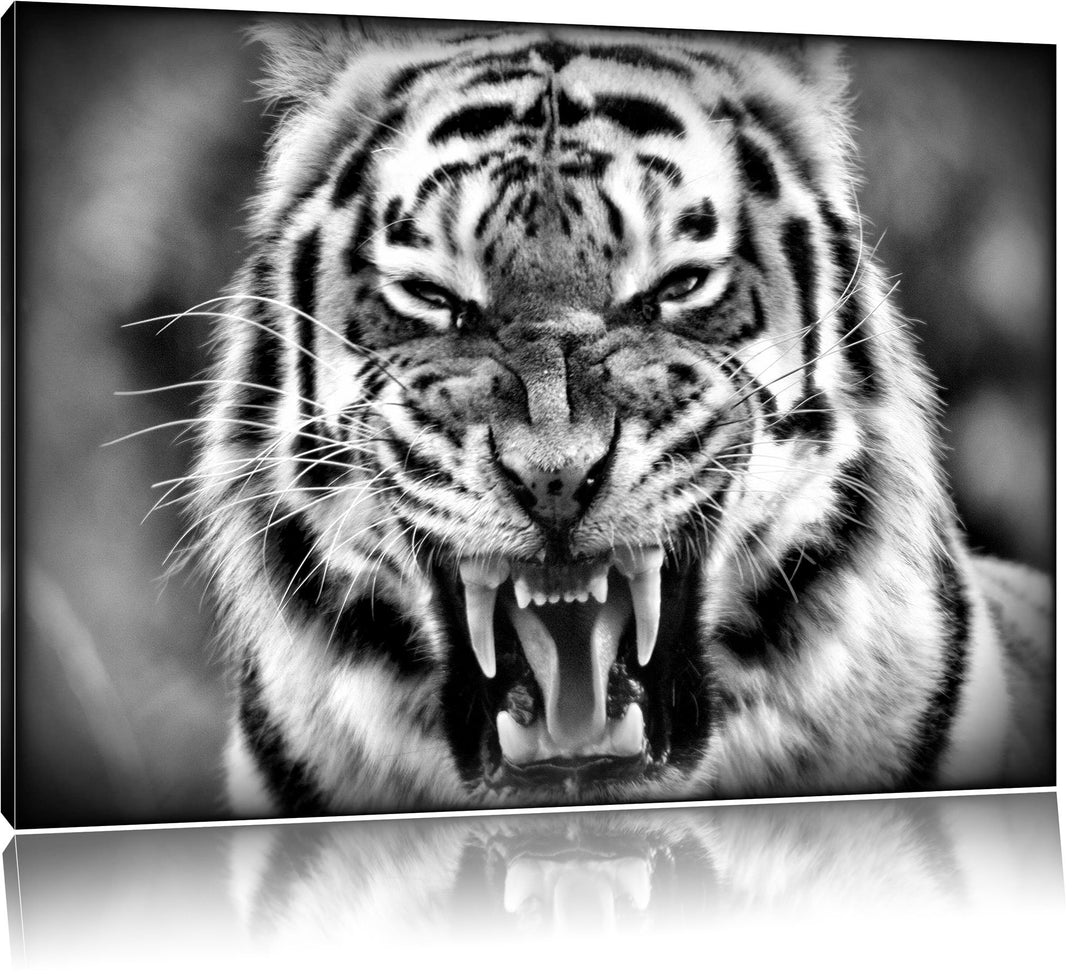 Pixxprint aggressiver Tiger als Leinwandbild/Grösse: 100x70 / Wandbild/Kunstdruck/fertig bespannt, 1