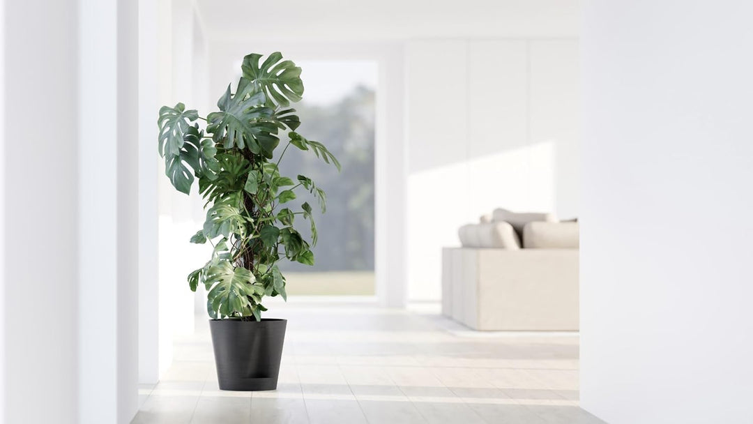 ECOPOTS Blumentopf Venice 2 mit Bewässerung Dunkel Grau - Durchmesser Ø 20 cm rund gross - Pflanzent