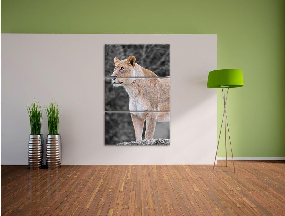 Pixxprint majestätische Löwin schwarz/weiss 3-Teiler Leinwandbild 120x80 Bild auf Leinwand
