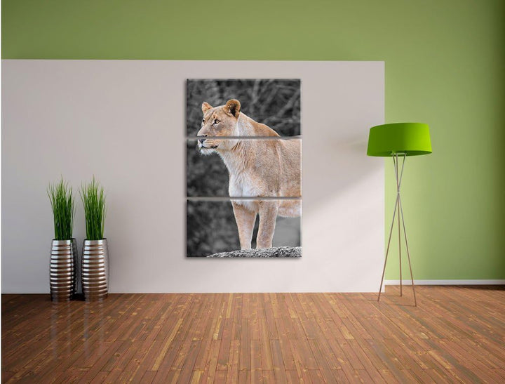Pixxprint majestätische Löwin schwarz/weiss 3-Teiler Leinwandbild 120x80 Bild auf Leinwand