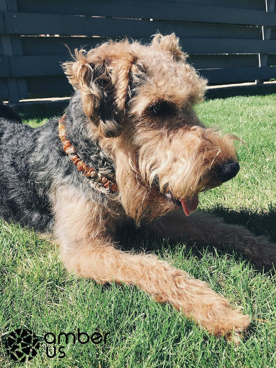 amber-us Bernsteinkette für Hunde aus Roh Baltischer Bernstein mit türkis verziert | Zeckenhalsband