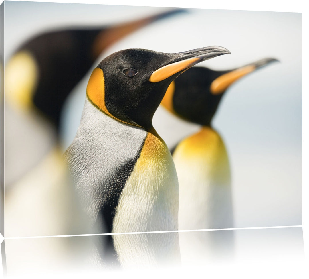 Pinguine Format: 100x70 auf Leinwand, XXL riesige Bilder fertig gerahmt mit Keilrahmen, Kunstdruck a