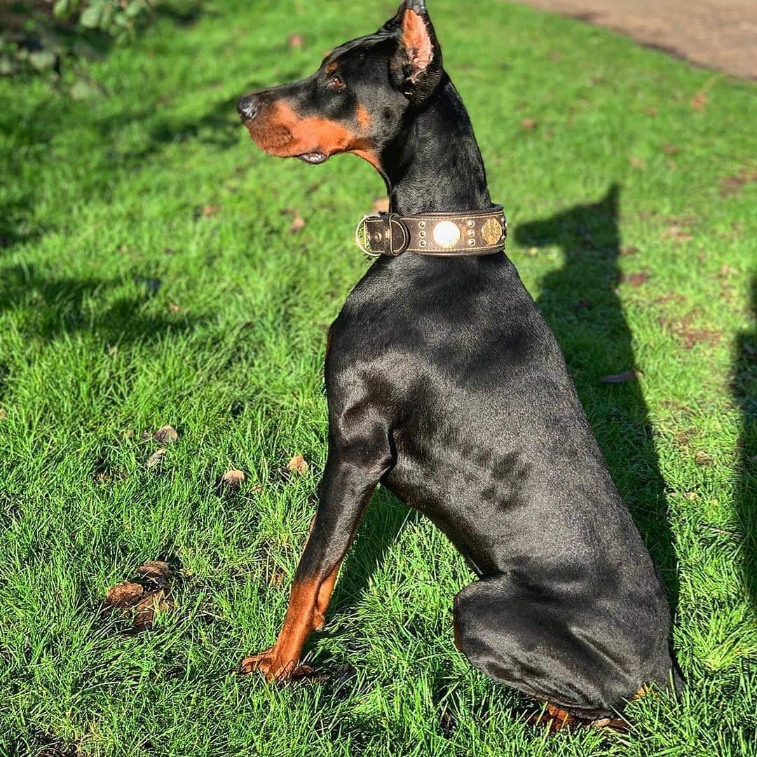 Bestia "Maximus Echtleder Hundehalsband für grosse Hunde. 100% Leder. Weich gepolstert. 6,3 cm breit