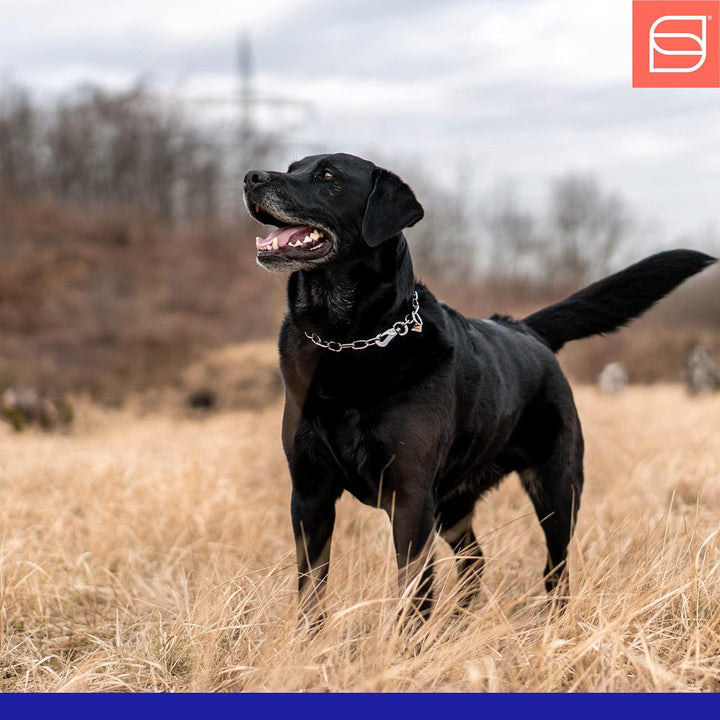 Sprenger Hundehalskette mit Sprenger Haken aus Edelstahl 3mm I Grösse individuell einstellbar I Hals