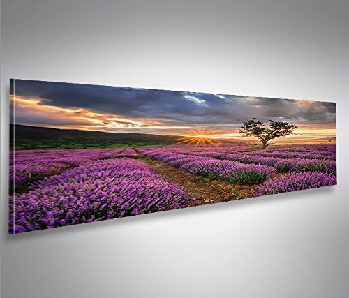 islandburner Bild Bilder auf Leinwand Lavendel Busch Büsche V2 Panorama XXL Poster Leinwandbild Wand