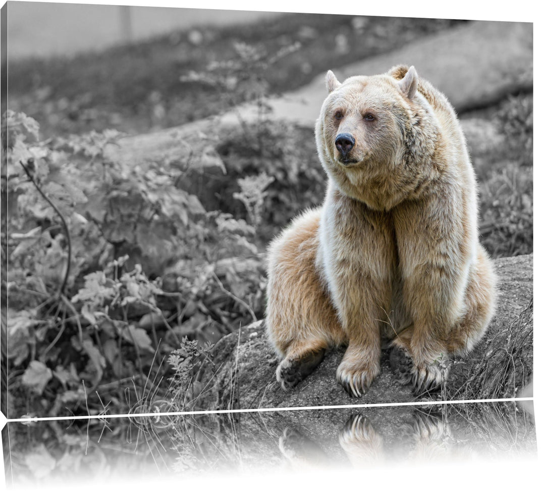 niedlicher Grizzly auf Stein schwarz/weiss auf Leinwand, XXL riesige Bilder fertig gerahmt mit Keilr