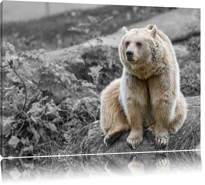 niedlicher Grizzly auf Stein schwarz/weiss auf Leinwand, XXL riesige Bilder fertig gerahmt mit Keilr