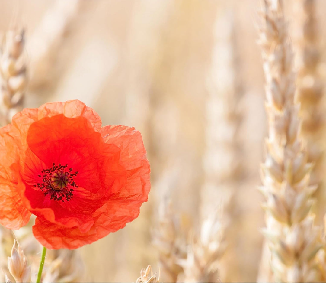 Mohnblume im Kornfeld Herdabdeckplatte & Spritzschutz aus Echtglas | Für Herd-Kochfelder | 60x52 cm