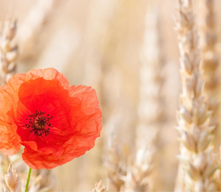 Mohnblume im Kornfeld Herdabdeckplatte & Spritzschutz aus Echtglas | Für Herd-Kochfelder | 60x52 cm