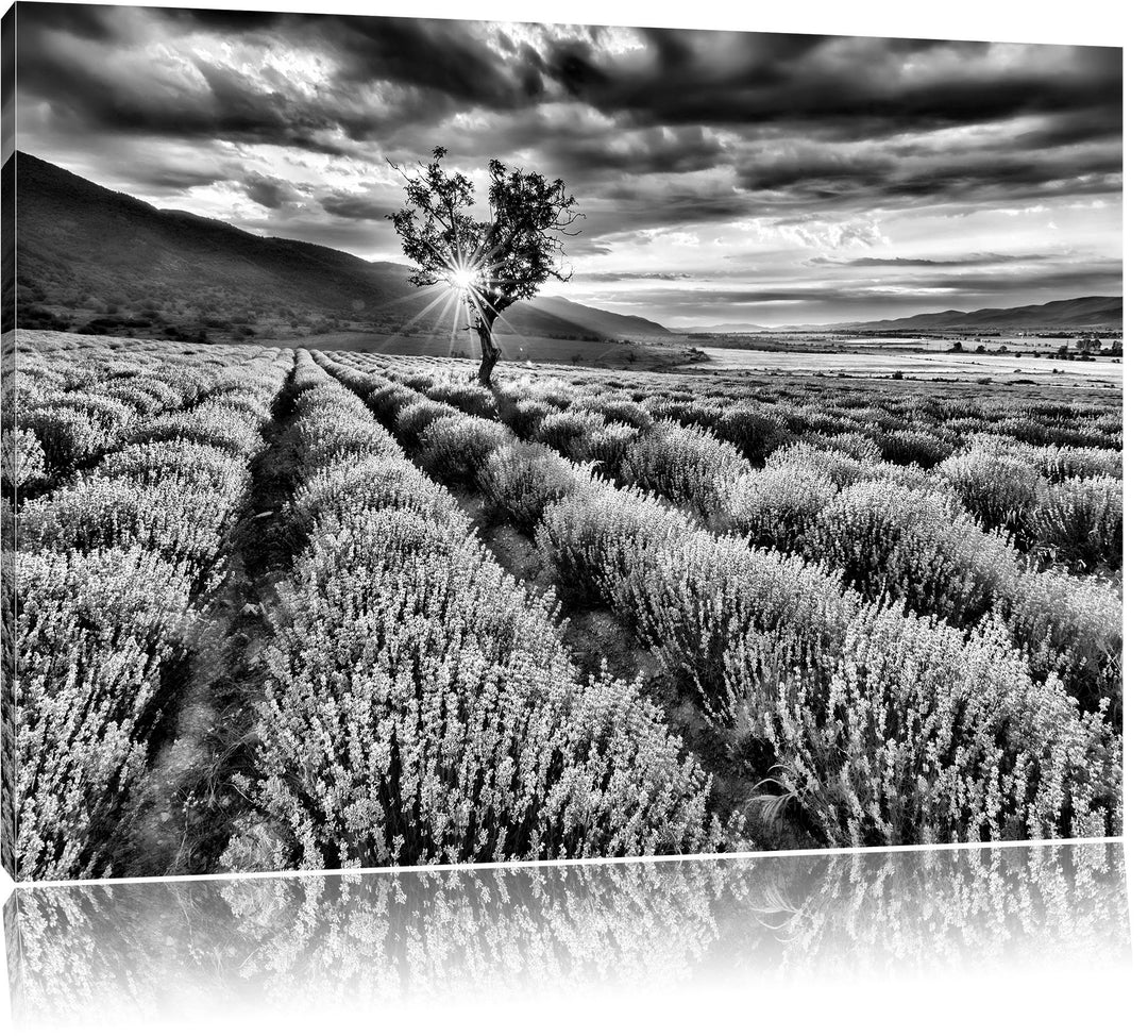 Pixxprint Lavendel Provence als Leinwandbild/Grösse: 100x70 / Wandbild/Kunstdruck/fertig bespannt, 1