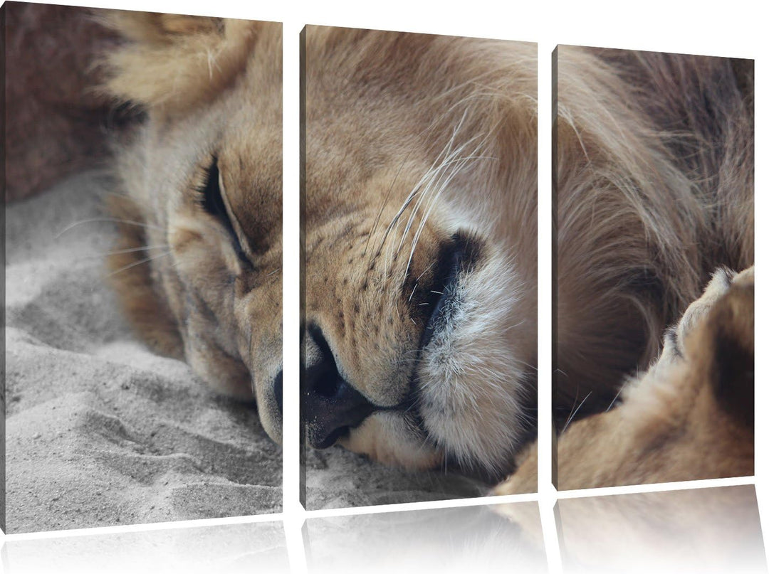Pixxprint schlafender Löwe als Leinwandbild | Grösse: 3 Teilig (120x80) | Wandbild| Kunstdruck | fer