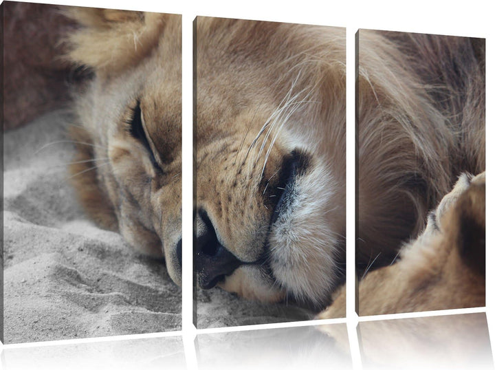 Pixxprint schlafender Löwe als Leinwandbild | Grösse: 3 Teilig (120x80) | Wandbild| Kunstdruck | fer