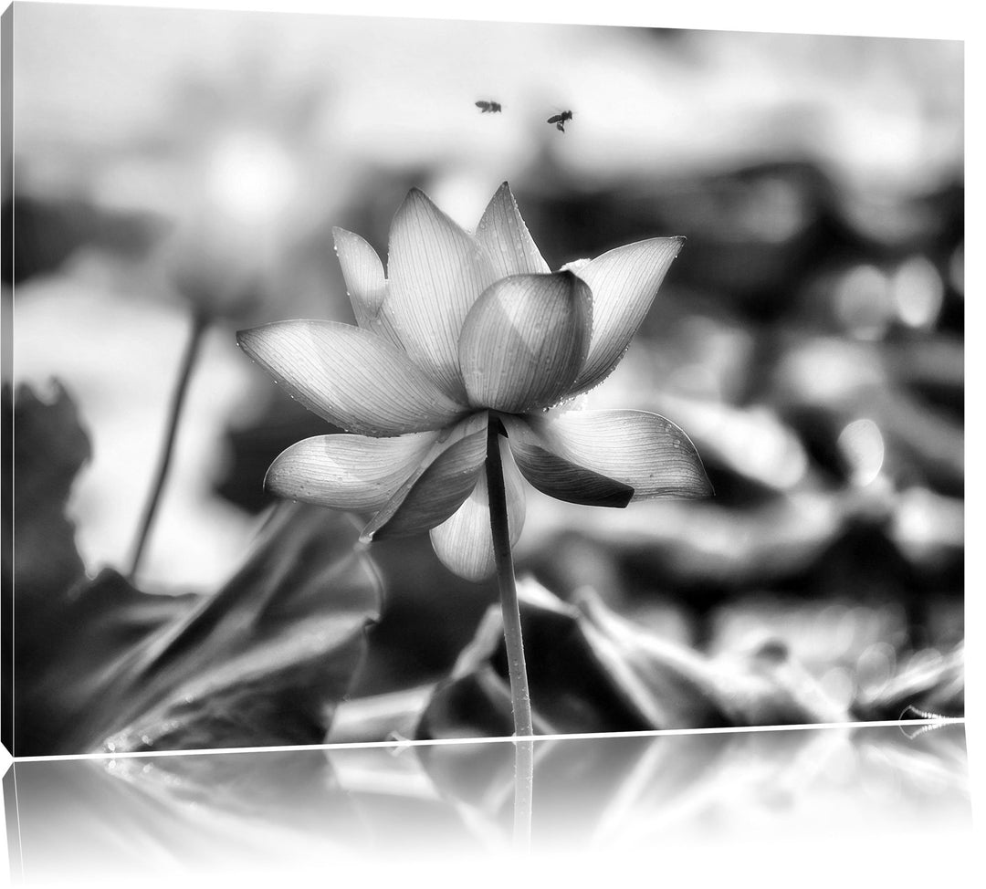 Pixxprint Lotus im Abendlicht / 100x70cm Leinwandbild bespannt auf Holzrahmen/Wandbild Kunstdruck De