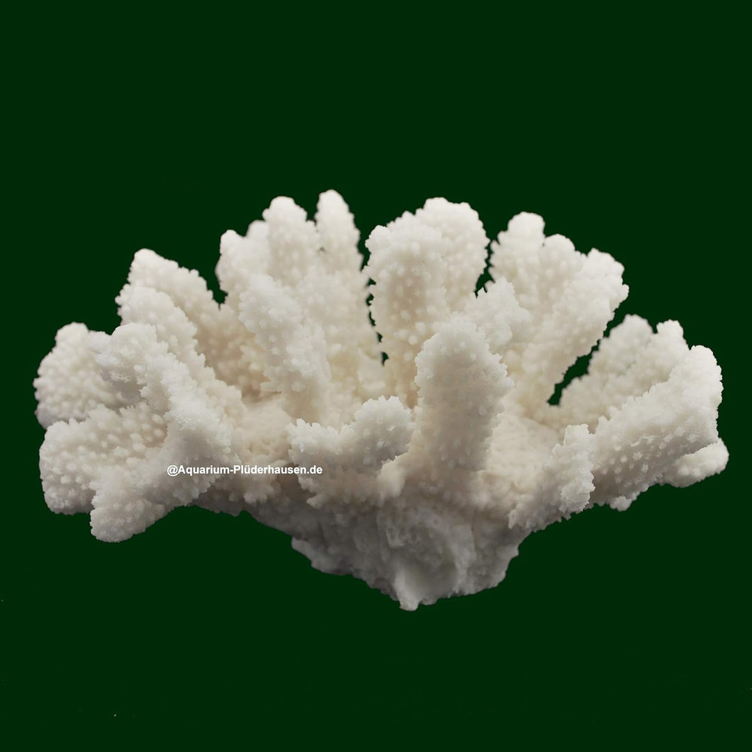 Steinkoralle, 21x15x11 cm, SPS, Aquarium Korallen, Blumenkohl Nachbildung Weiss