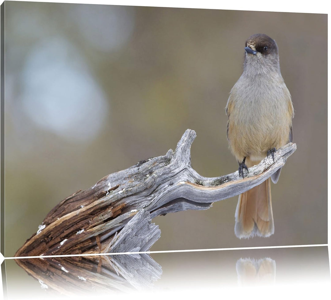 kleiner Vogel auf Ast Leinwand, XXL riesige Bilder fertig gerahmt mit Keilrahmen, Kunstdruck auf Wan