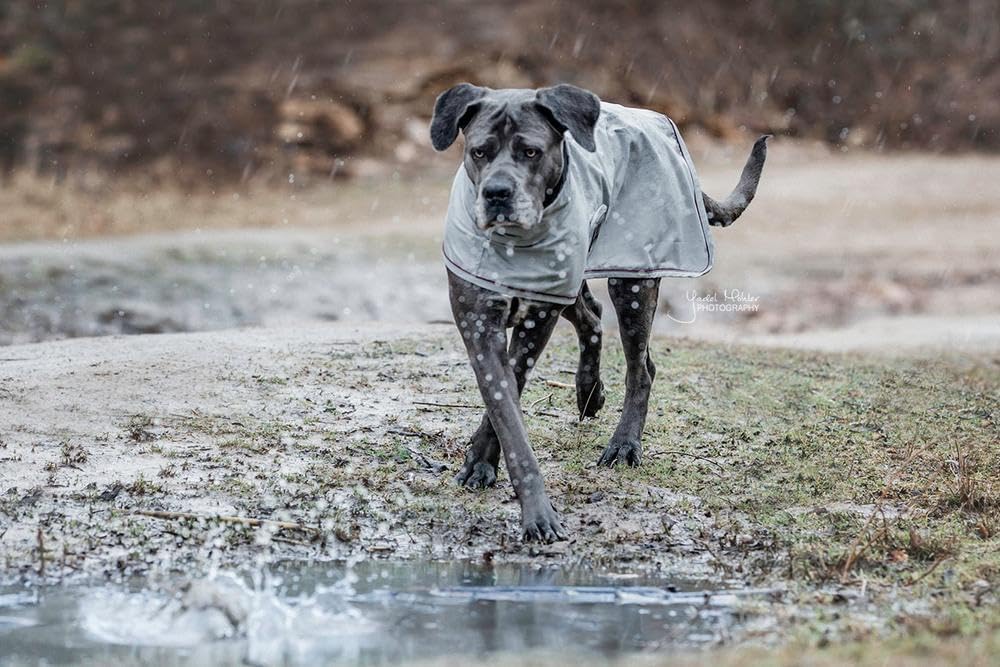 Kentucky Hunde Regenjacke Farbe Reitbekleidung Dusty Blue, Grösse S S dusty blue, S dusty blue
